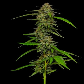Strawberry Cheesecake > Humboldt Seed Company